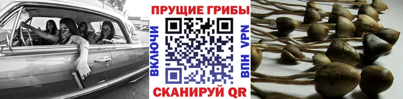 Псилоцибиновые грибы GOLDEN TEACHER  Белоусово 